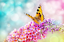 Tapeta Flower Butterfly 29195 - samolepiaca